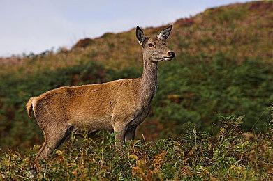 《艾尔登法环》通过ESRB评级 含血腥暴力被分为M级